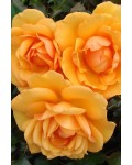 Троянда плетиста Голд Бюті (золотисто-жовта) | Роза плетистая Голд Бьюти (золотисто-желтая) | Rosa climber Gold Beauty